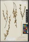 Foto von Salix repens subsp. repens L.
